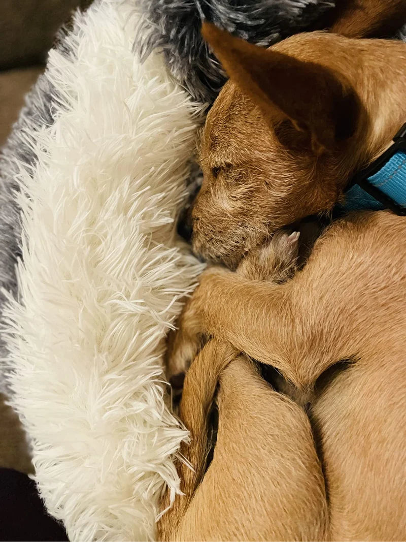 🐶🐱 Cozy Plush Pet Bed